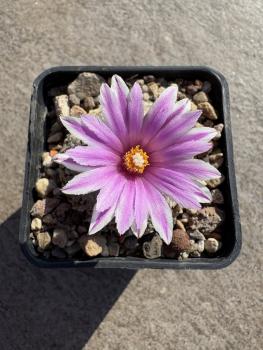 Preview: Turbinicarpus valdezianus